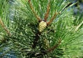 Pine tree with strobile Royalty Free Stock Photo