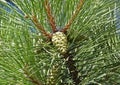 Pine tree with strobile Royalty Free Stock Photo