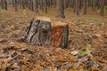 Pine tree stump in the clearing in the forest Royalty Free Stock Photo