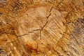 Pine Tree Stump Texture