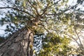 Pine tree and sunlight at Phu Rua , Loei , Thailand . ant eye view