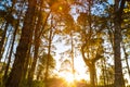 Pine tree sunrise on forest trail way mountain Royalty Free Stock Photo