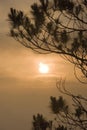 Pine Tree Sunrise Silhouette Royalty Free Stock Photo