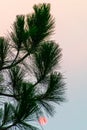 Pine Tree Sunrise Royalty Free Stock Photo