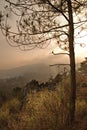 Pine Tree Sunset Royalty Free Stock Photo