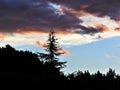 Pine Tree Sunset Royalty Free Stock Photo
