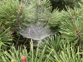 A pine tree there is a web by a spider with droplets. Morning landscape. nature photo Royalty Free Stock Photo