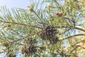 Pine tree with three species pine cones in the spring forest on the blue sky spring background Royalty Free Stock Photo