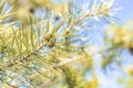 Pine tree with three species pine cones in the spring forest on the blue sky spring background Royalty Free Stock Photo