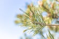 Pine tree with three species pine cones in the spring forest on the blue sky spring background Royalty Free Stock Photo