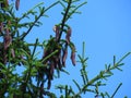 Pine tree top branches, coniferous resinous tree, pine cones against blue sky. Evergreen tree.