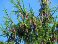 Norway spruce Abies abies Pine tree top branches, coniferous resinous tree, pine cones against blue sky.