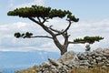 Lone pine tree on top of the hill on mediterranean island Royalty Free Stock Photo