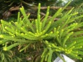 The pine tree, the top of the pine tree in winter Royalty Free Stock Photo