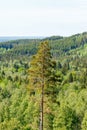 Pine tree top in woodlands Royalty Free Stock Photo