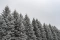 Pine Tree Tops Covered in Rime Frost