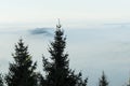 Pine Tree Tops Among Mountain Mists