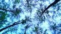 Pine tree tops with sky at Mae Taeng Pine Garden