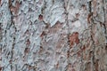 Pine tree trunk bark closeup pinus canariensis -