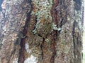 Pine tree trunk bark texture close up Royalty Free Stock Photo