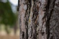 Pine Tree Trunk Bark Texture Close up on blurred background Royalty Free Stock Photo