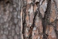 Pine Tree Trunk Bark Texture Close up on blurred Pine background Royalty Free Stock Photo