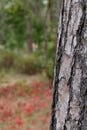 Pine Tree Trunk Bark Texture Close up on blurred red background Royalty Free Stock Photo