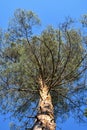 Pine tree trunk, branches and pine needles Royalty Free Stock Photo