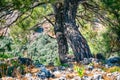 Pine tree trunk Royalty Free Stock Photo