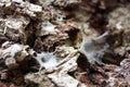 Spider web on the cortex of a Pine tree trunk Royalty Free Stock Photo