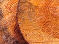 Pine tree trunk cross section surface texture Royalty Free Stock Photo