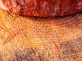 Pine tree trunk cross section surface texture Royalty Free Stock Photo