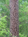 Pine tree trunk Royalty Free Stock Photo
