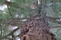 Pine tree trunk with green needles looking up Royalty Free Stock Photo
