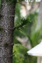 Pine tree trunk with pine leaves, soft background Royalty Free Stock Photo
