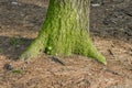 Pine-tree trunk in moss Royalty Free Stock Photo