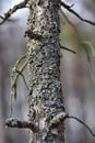 Pine tree trunk Moss Royalty Free Stock Photo