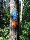 Pine tree trunk with a red and blue mark