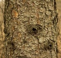 Pine tree trunk texture