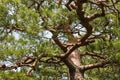 Pine tree trunk with twisted branches and needles Royalty Free Stock Photo