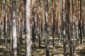 Pine tree trunks in forest - coniferous trees Royalty Free Stock Photo