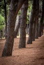 Pine tree trunks forming a natural path in a forest with fallen needles covering the ground Royalty Free Stock Photo