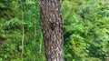 Pine tree trunks among the green tropical forest Royalty Free Stock Photo
