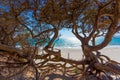 Pine tree trunks by the sea in Maria Pia Royalty Free Stock Photo