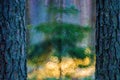 Pine tree trunks and fir tree in amazing beautiful bokeh Royalty Free Stock Photo