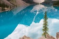 Pine tree at turquoise Moraine Lake