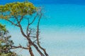 Pine tree and turquoise water in Maria Pia beach Royalty Free Stock Photo