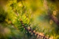 Pine tree twig nature detail bokeh background Royalty Free Stock Photo