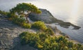 Pine tree with twisted trunk on sea shore. Horizontal panorama Royalty Free Stock Photo
