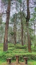 Pine Trees In The Forest